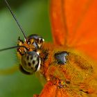 Schmetterling im Schmetterlingshaus