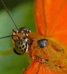 Schmetterling im Schmetterlingshaus