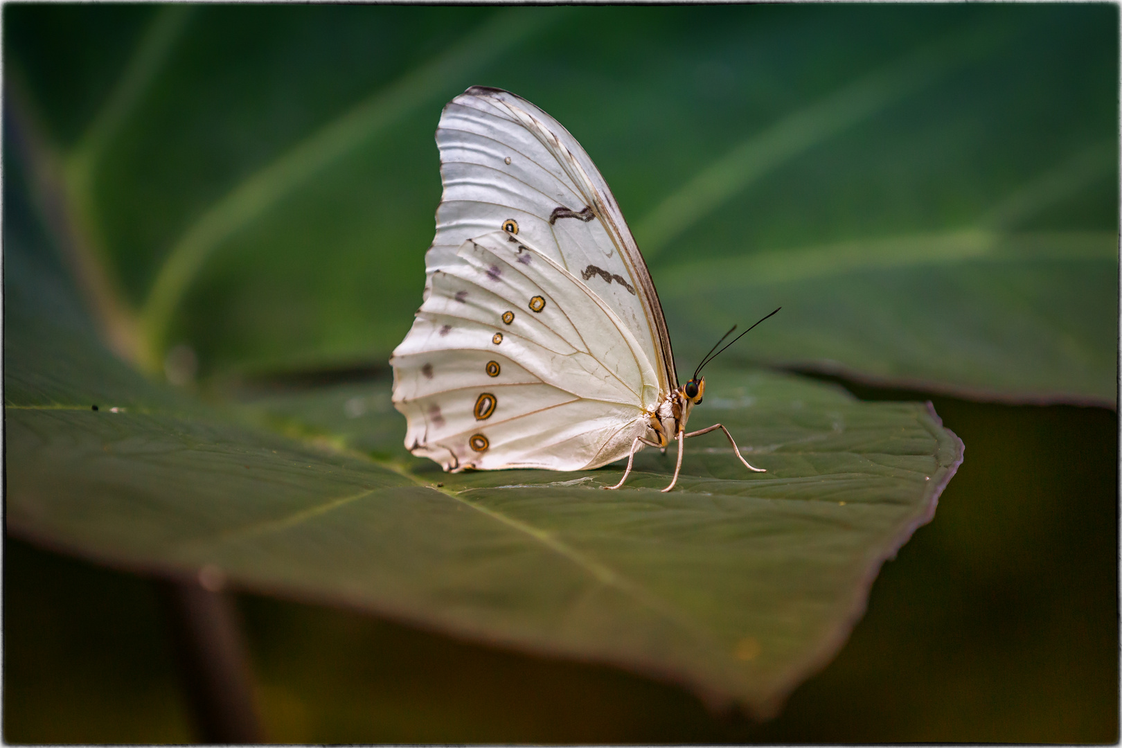 Schmetterling im Schmetterlingshaus