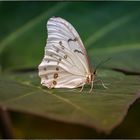 Schmetterling im Schmetterlingshaus