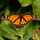 Schmetterling im Schmetterlingshaus im Maximilianpark in Hamm