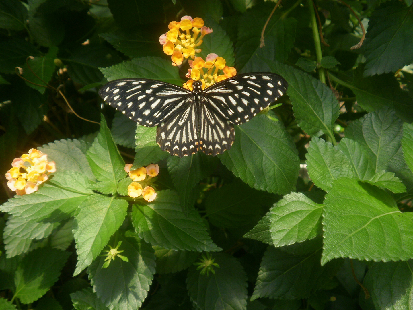 Schmetterling im Schmetterlingshaus Wien