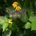 Schmetterling im Schmetterlingshaus Wien