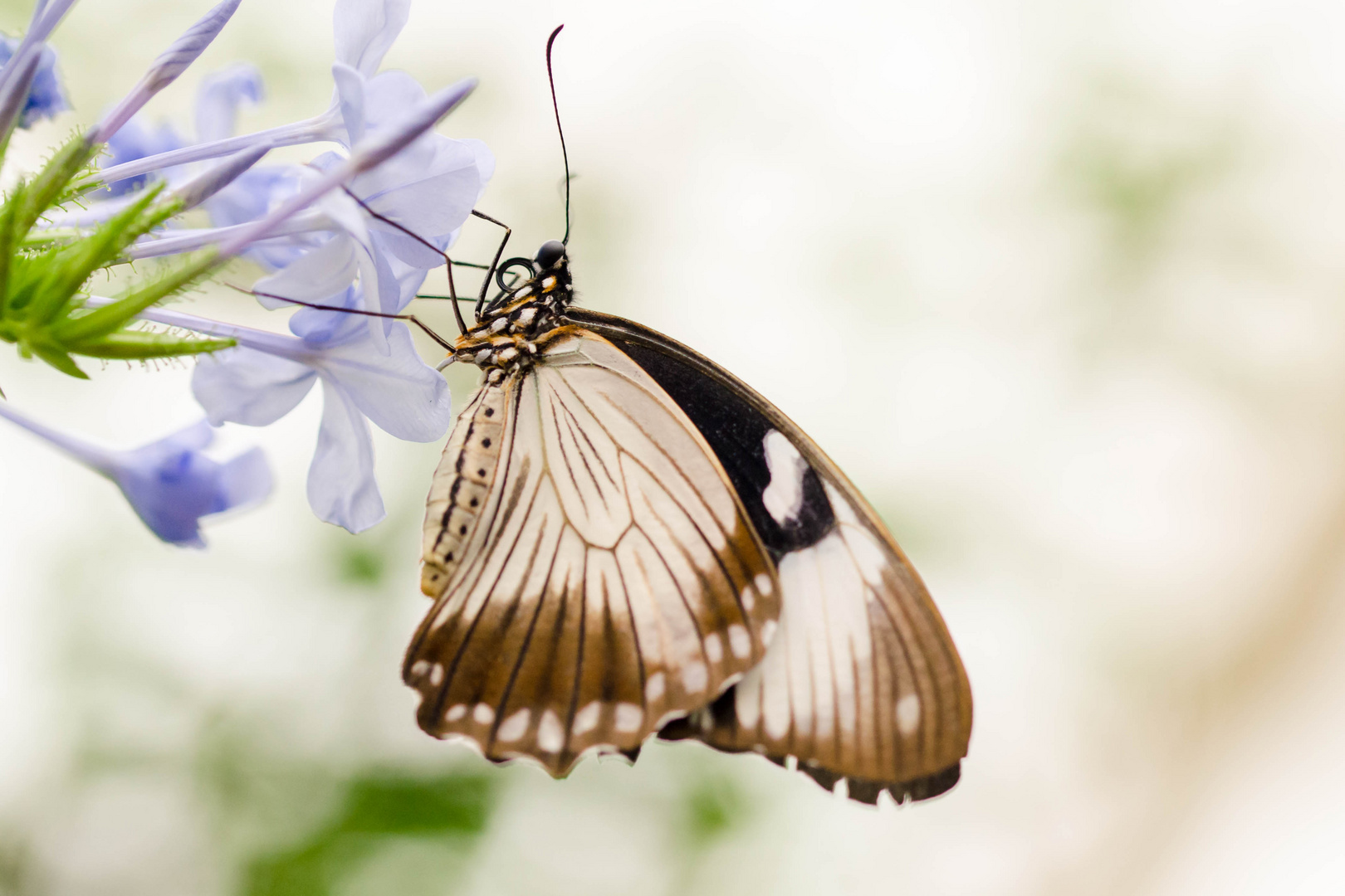 Schmetterling im Schmetterlingspark Bendorf