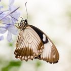 Schmetterling im Schmetterlingspark Bendorf