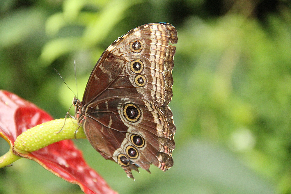 Schmetterling im Schmetterlingspark Wittenberg