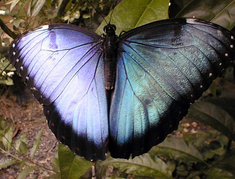 Schmetterling im Schmetterlingspark(Alaris) (2)