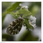 Schmetterling im Schnee