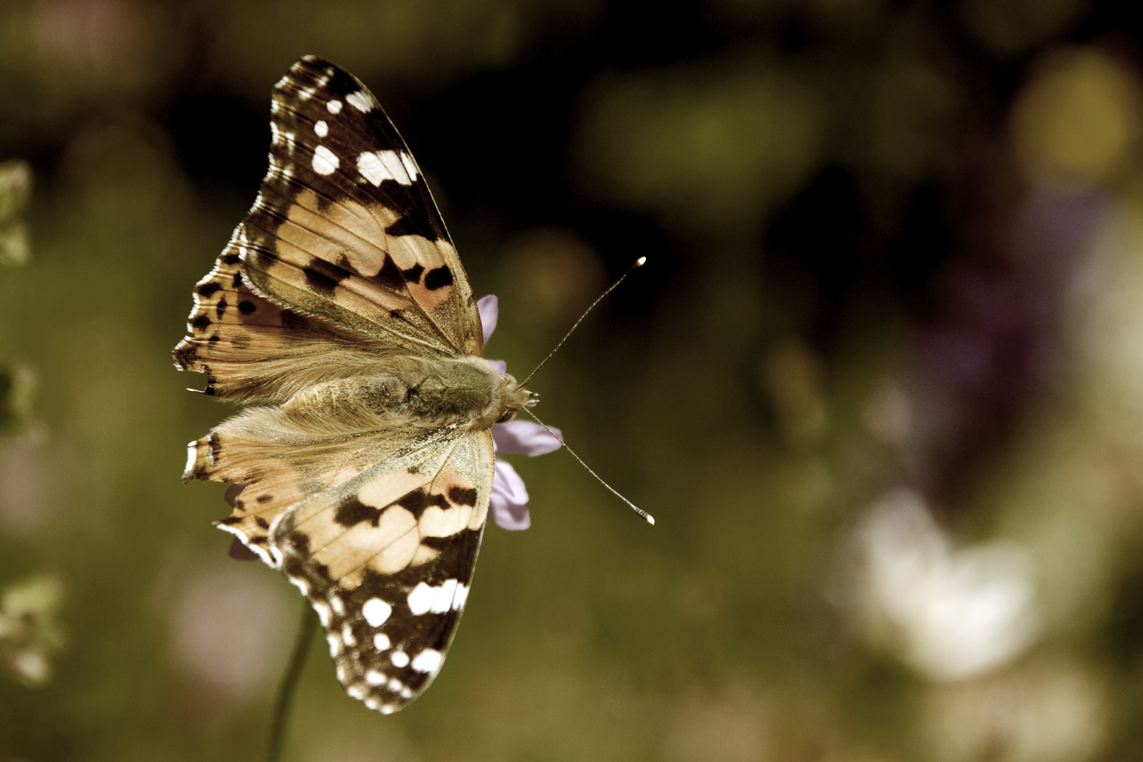 Schmetterling im schönen Sommer