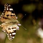 Schmetterling im schönen Sommer