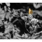 Schmetterling im Siebenmühlental