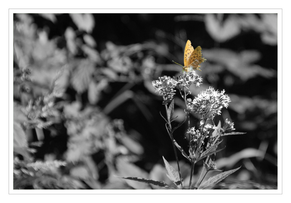 Schmetterling im Siebenmühlental