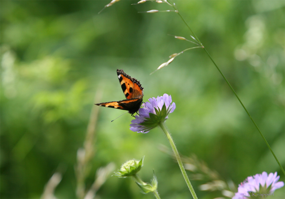 Schmetterling im Sommer