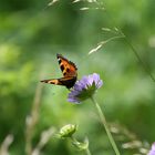 Schmetterling im Sommer