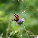 Schmetterling im Sommer