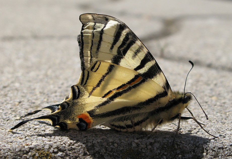 Schmetterling im Sommer