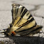 Schmetterling im Sommer