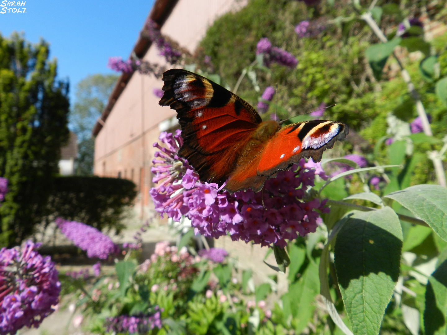 Schmetterling im Sommer