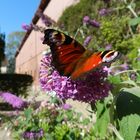 Schmetterling im Sommer