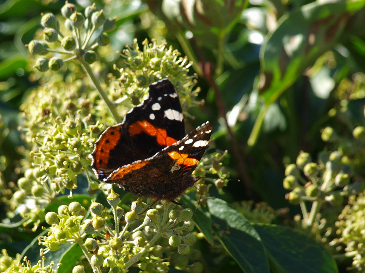 Schmetterling im Sommer