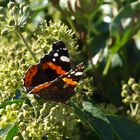 Schmetterling im Sommer