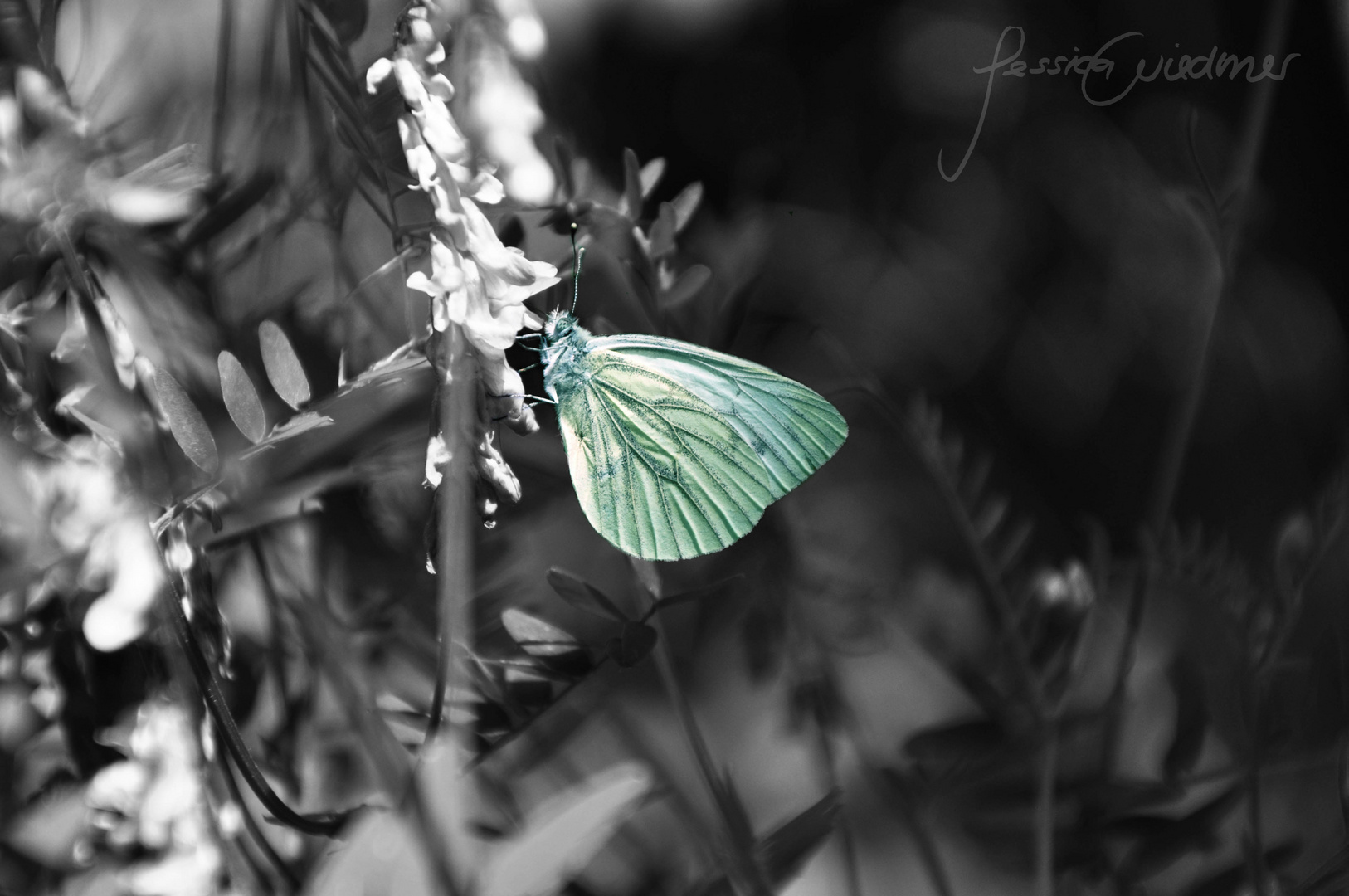 Schmetterling im Sommer