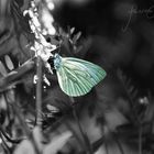 Schmetterling im Sommer