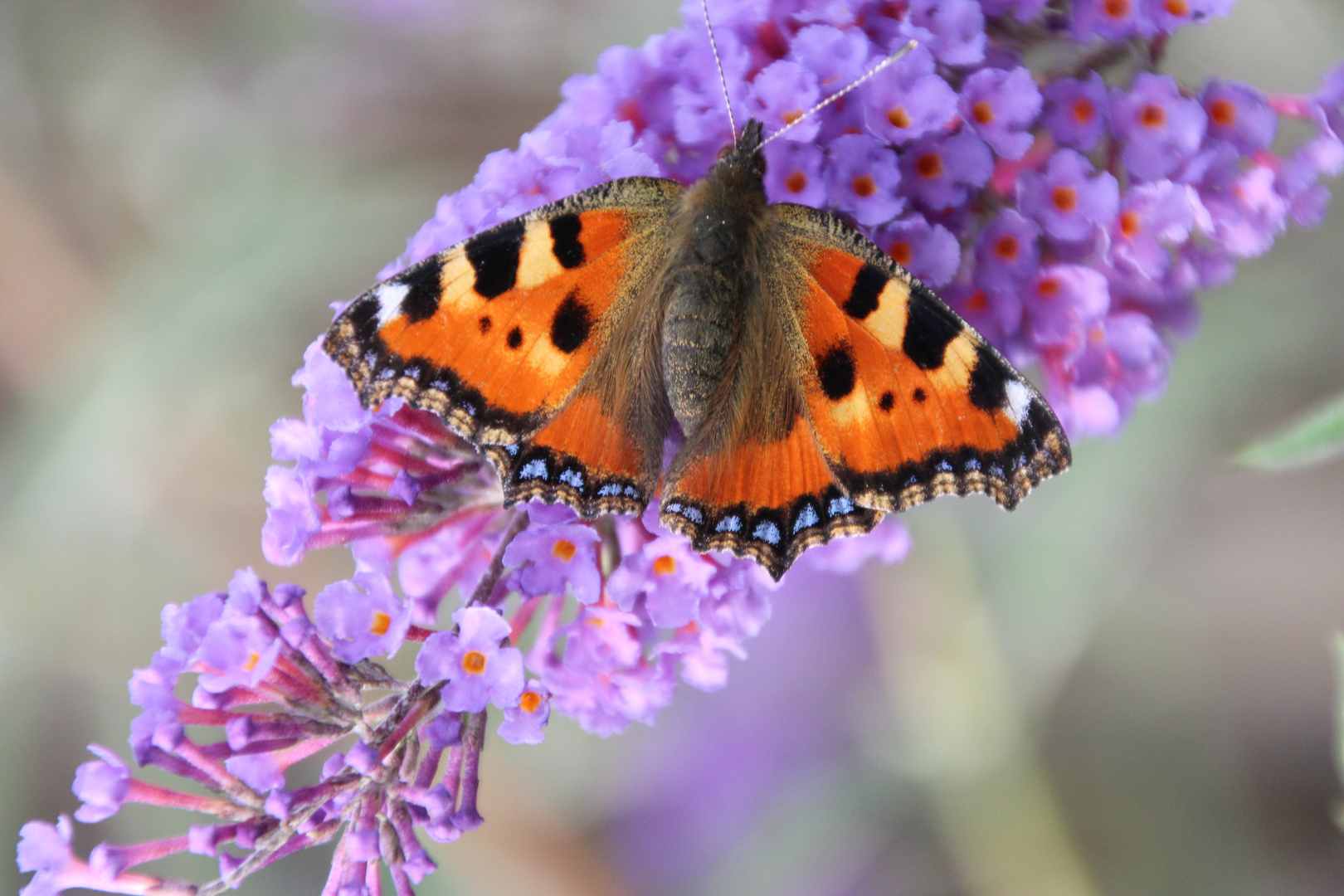 Schmetterling im Sommer