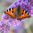 Schmetterling im Sommer