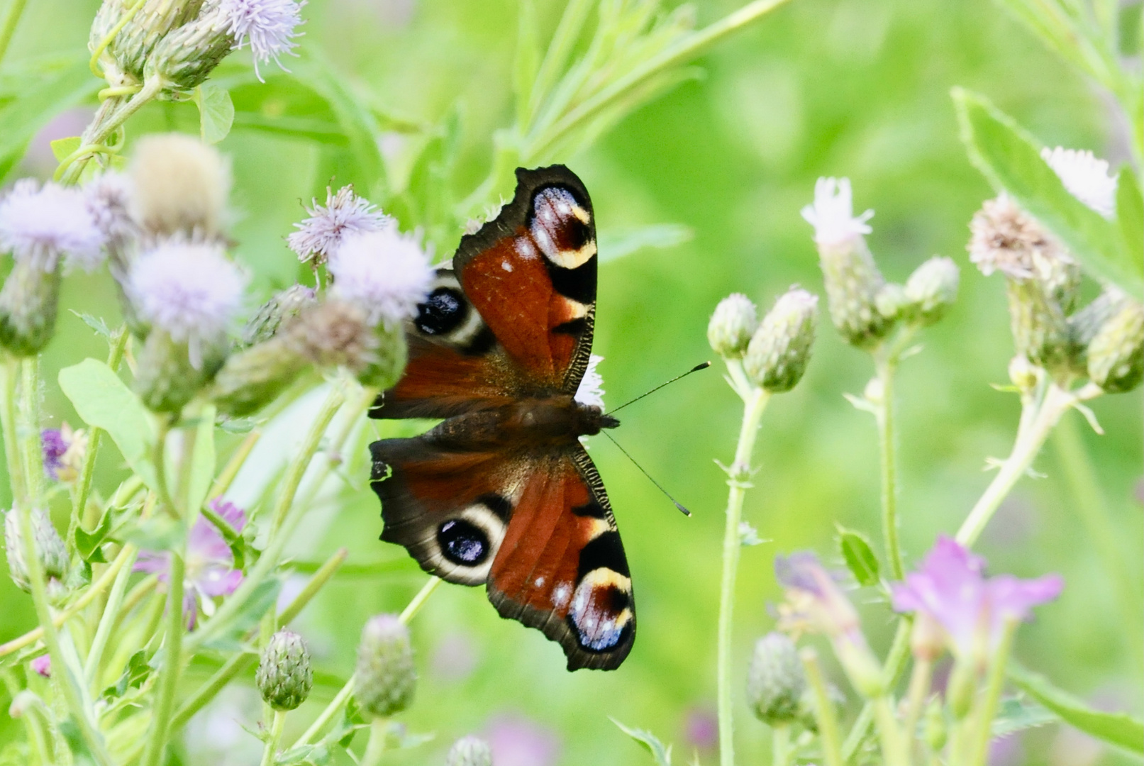 Schmetterling im Sommer