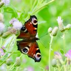 Schmetterling im Sommer