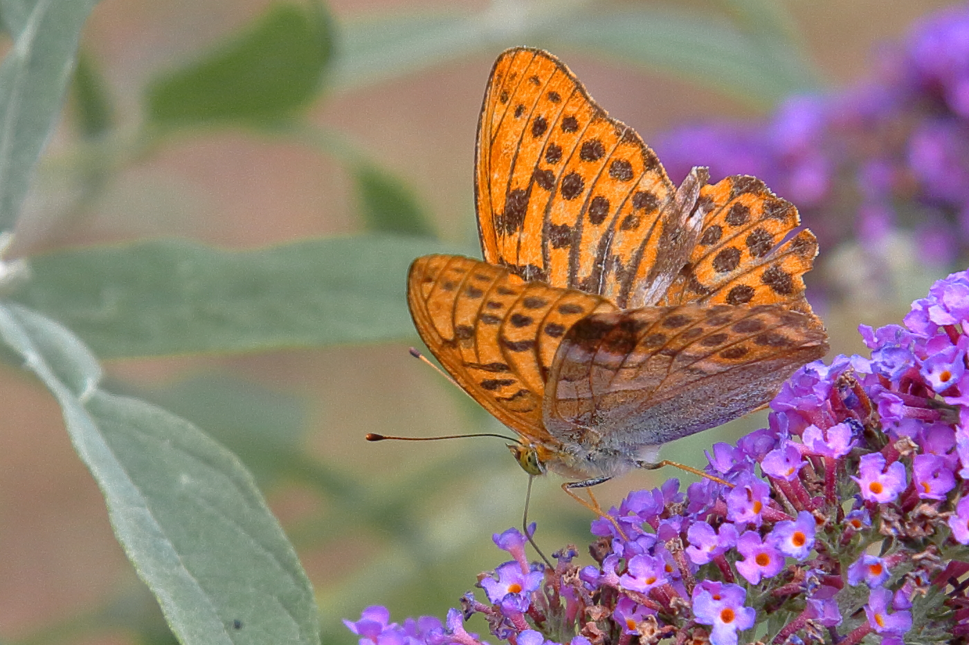 Schmetterling im Sommerflieder