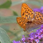 Schmetterling im Sommerflieder