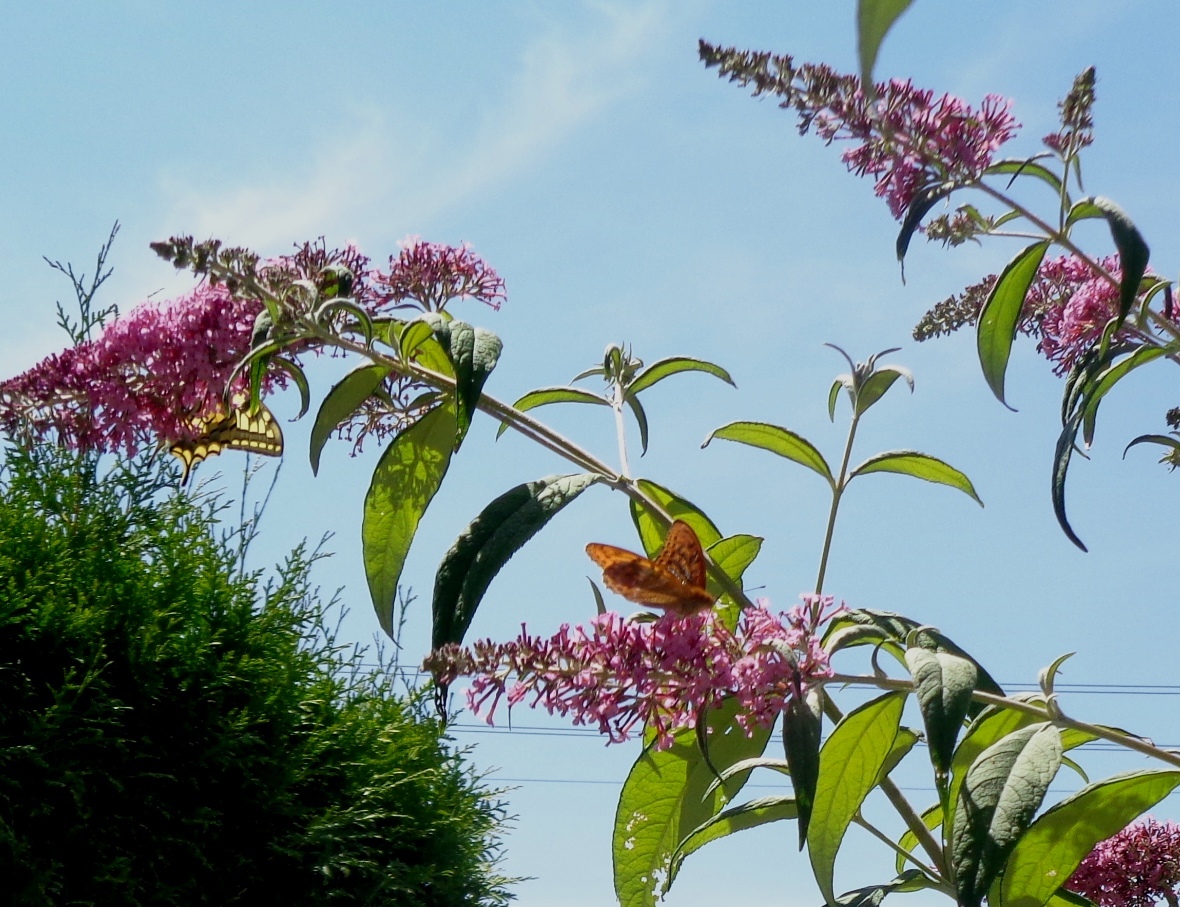 Schmetterling im Sommerflieder