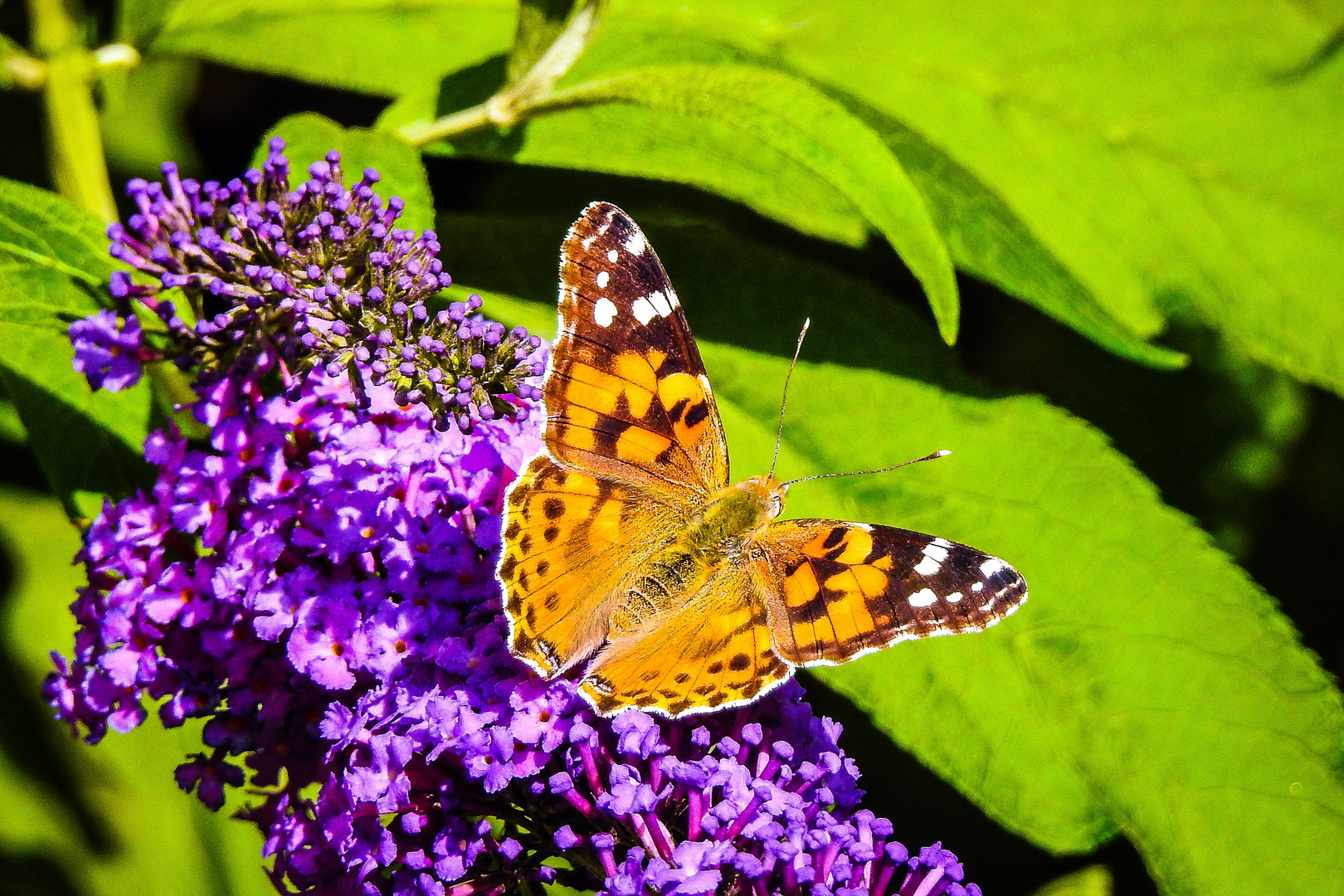 Schmetterling im Sommersonnenlicht