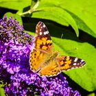 Schmetterling im Sommersonnenlicht