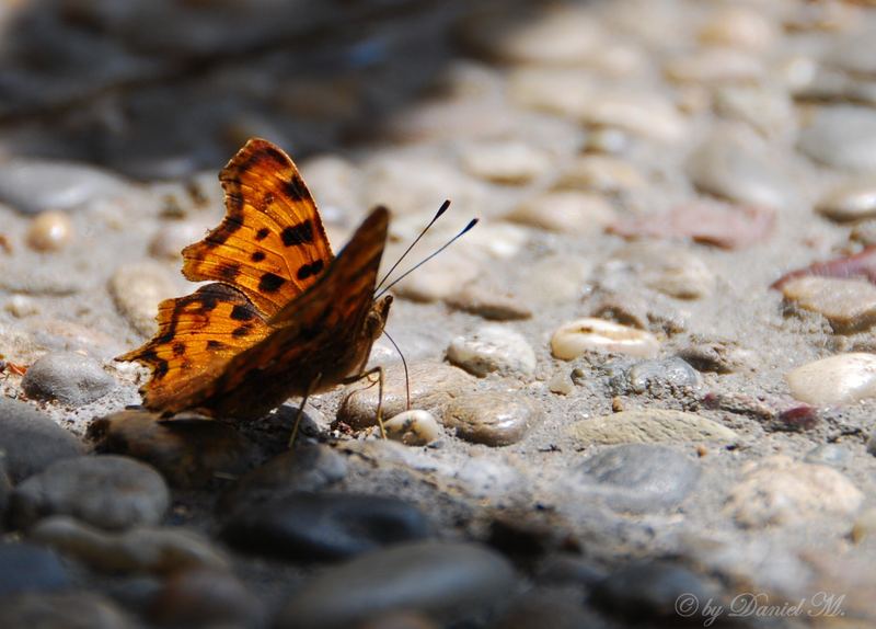 Schmetterling im Sonnenbad