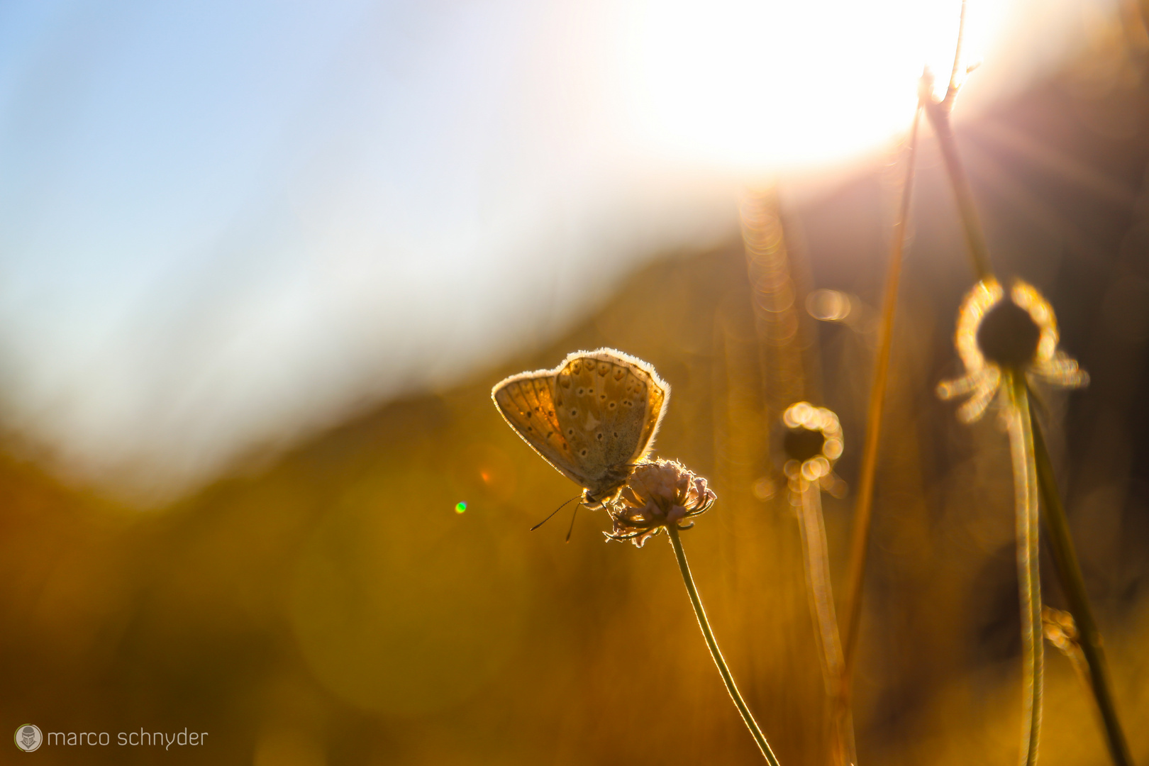 Schmetterling im Sonnenuntergang ;)