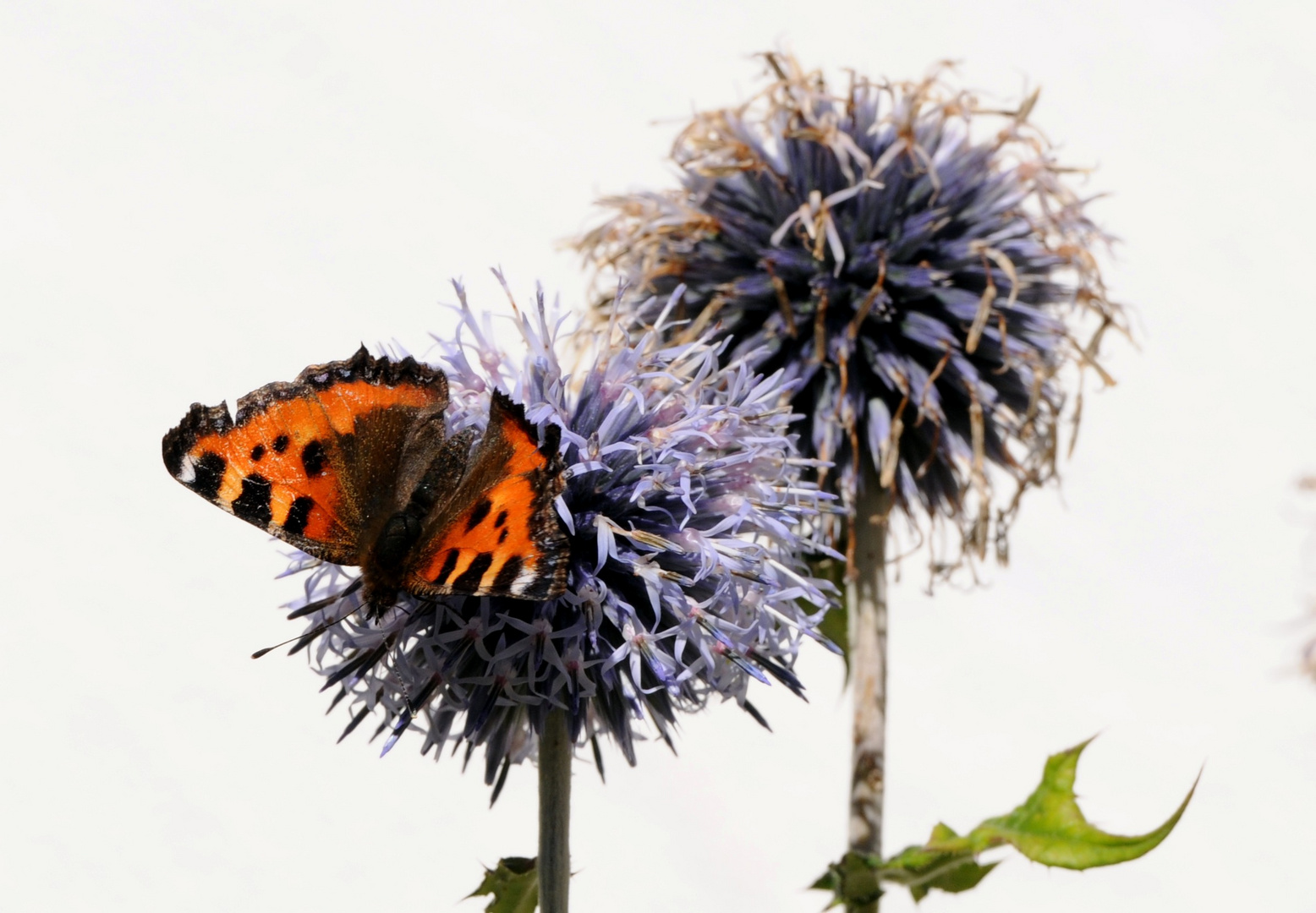 Schmetterling im Spätsommer