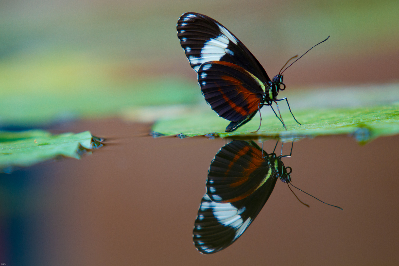 Schmetterling im Spiegelbild