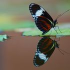 Schmetterling im Spiegelbild