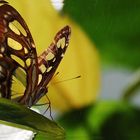 *Schmetterling im Sprühregen*