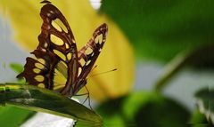 *Schmetterling im Sprühregen*