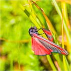 Schmetterling im starken Wind ...