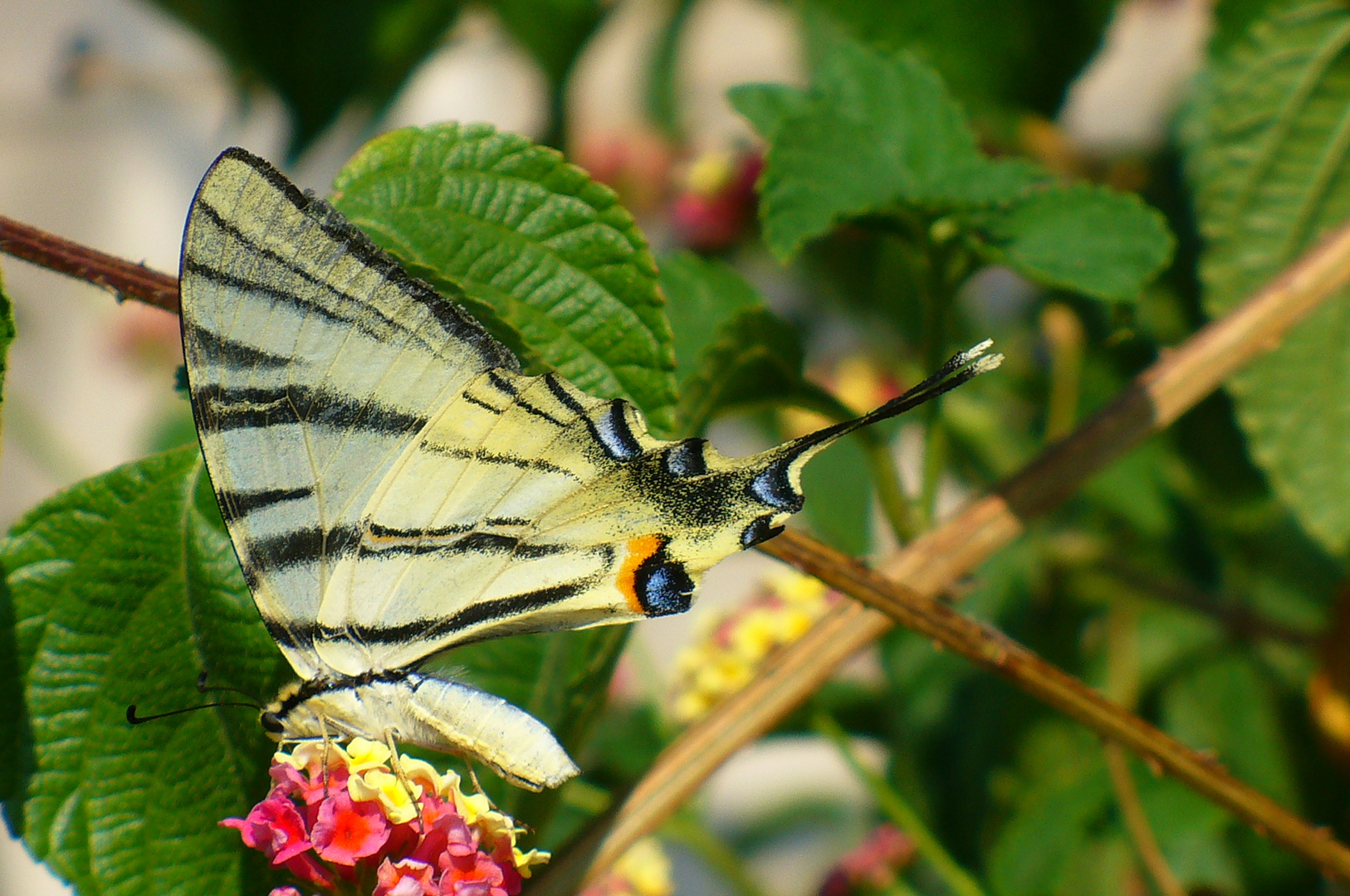 Schmetterling im Süden