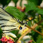 Schmetterling im Süden