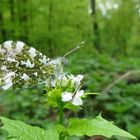 Schmetterling im Tarnanzug