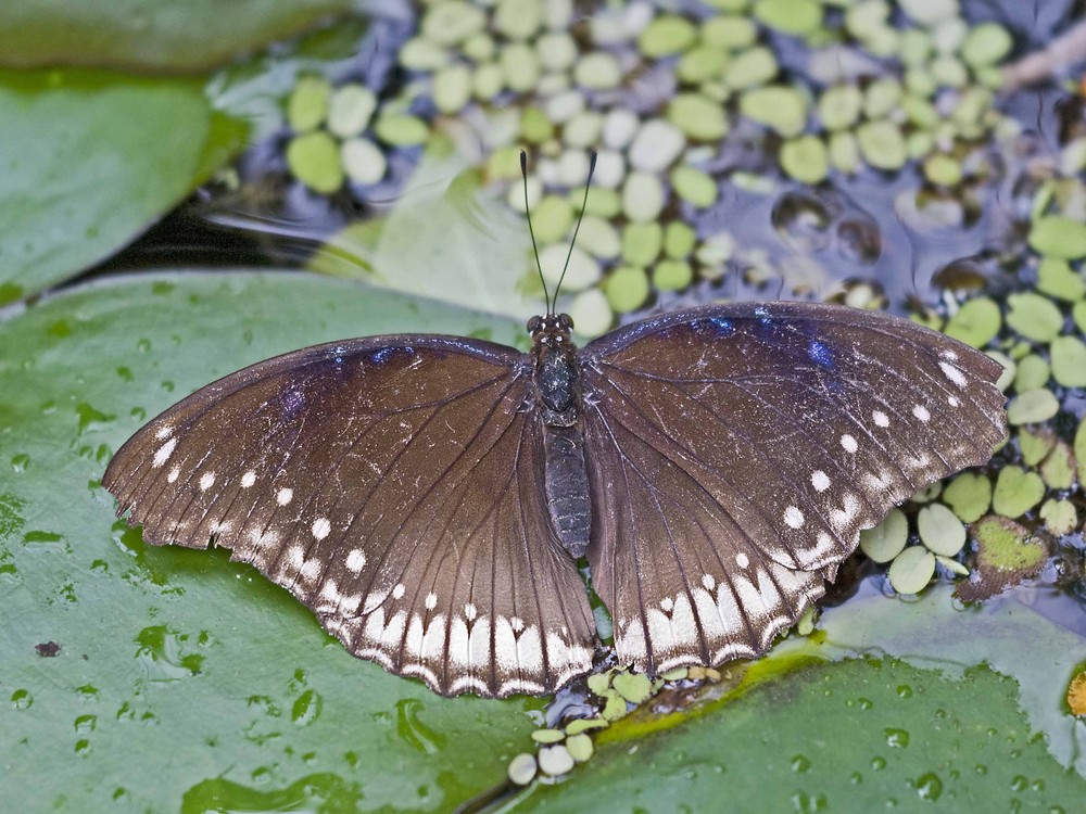 Schmetterling im Teich