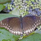 Schmetterling im Teich