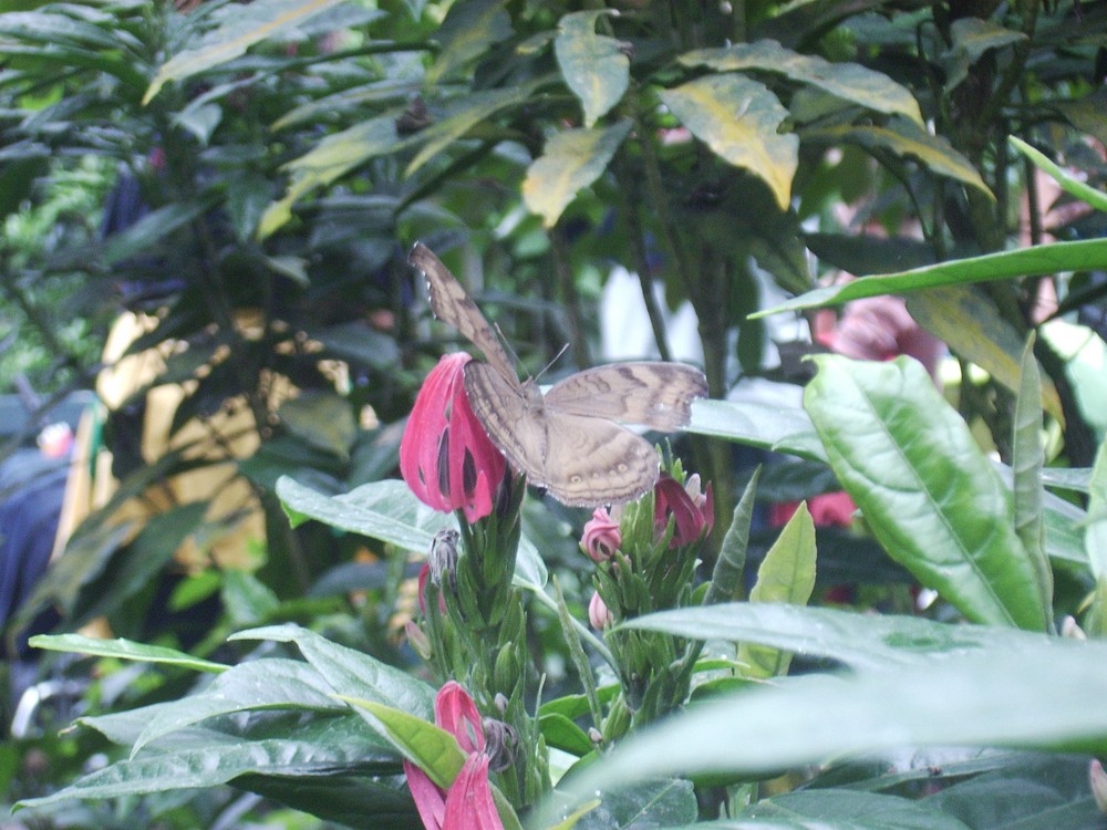 Schmetterling im Tropenhaus